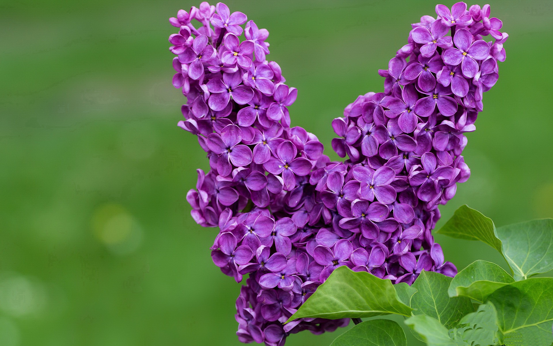上海海港锋线搭档表现亮眼，上海海港阵型