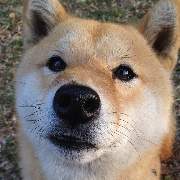 森林狼完封公牛，爱德华兹全场抢断如风，森林狼爱德华兹打什么位置