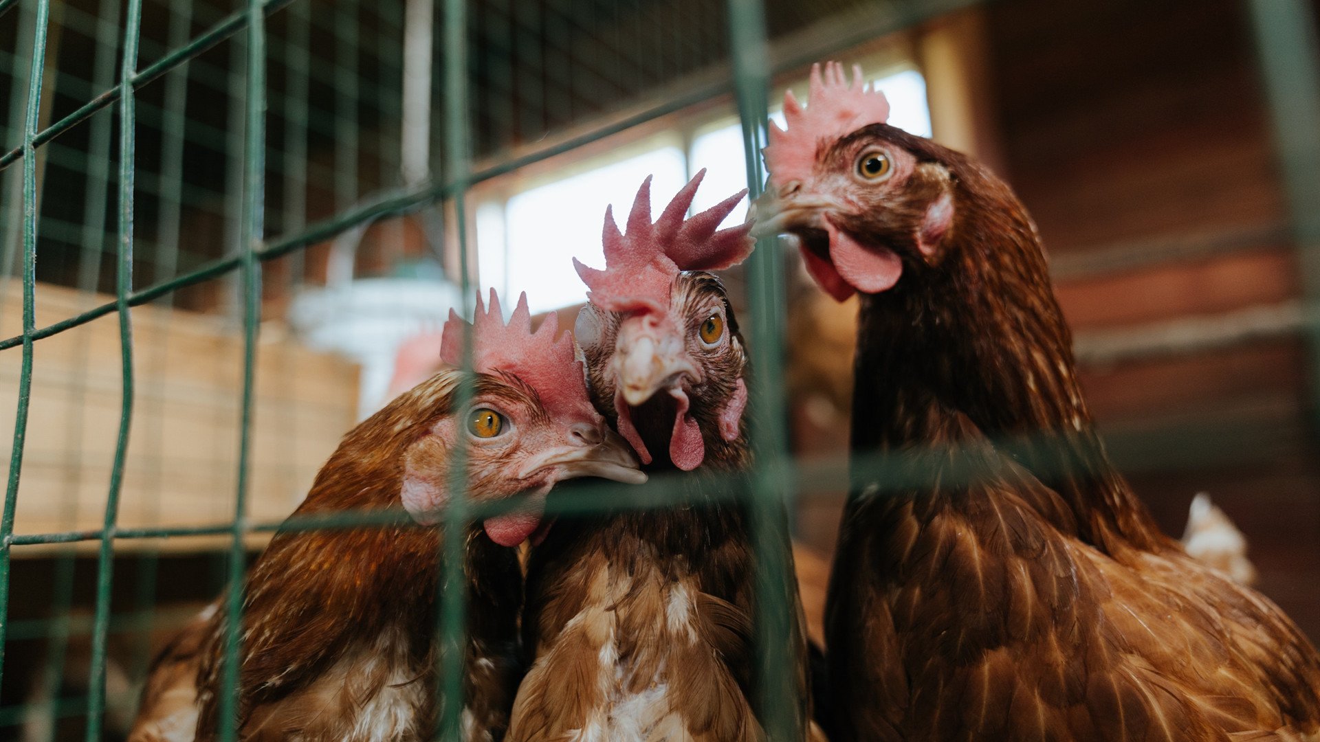 莱比锡连胜稳固领头羊位置，德甲争冠形势喜人，莱比锡vs