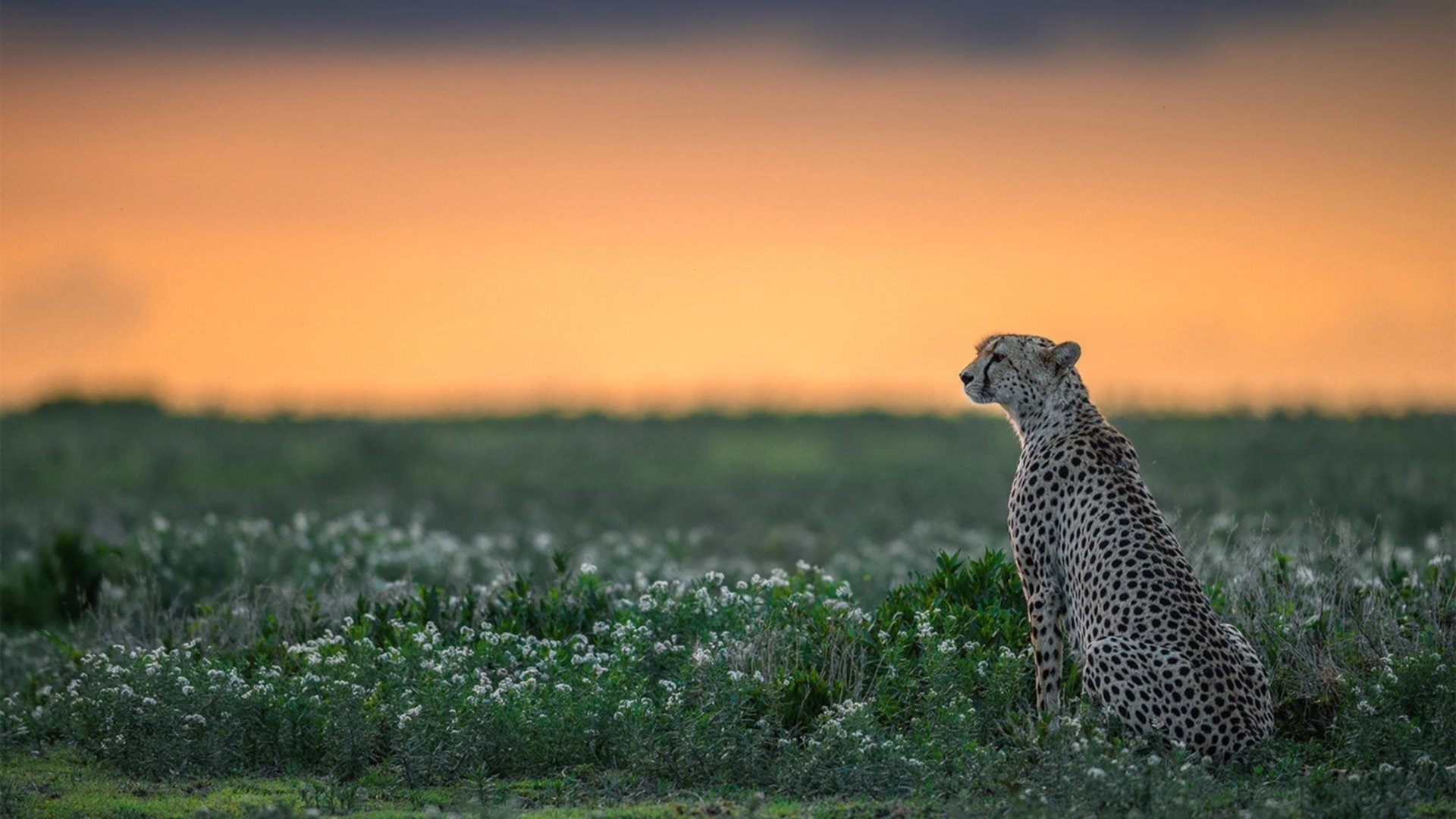 篮球专项技能动作智能化教学应用研究,篮球专业技术动作