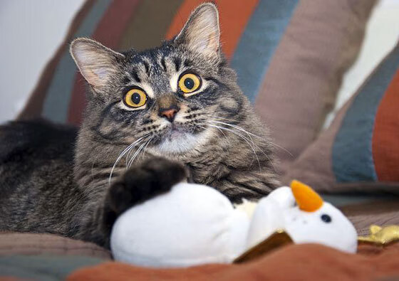 体育新闻中心推动体育赛事4K高清直播技术升级，体育新闻播报视频