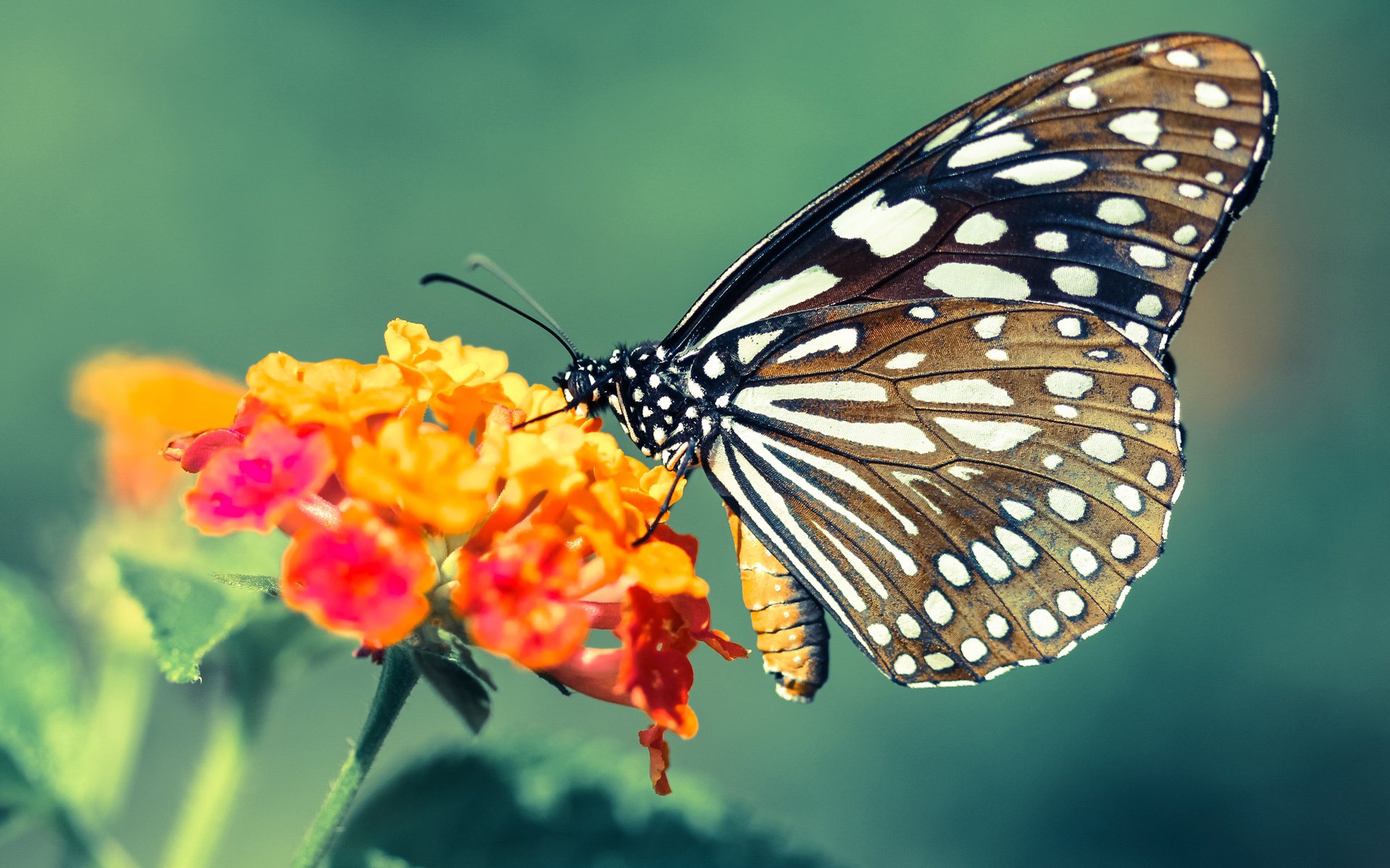 爱游戏体育平台-赛季争冠与保级反超情况下球队应变能力研究