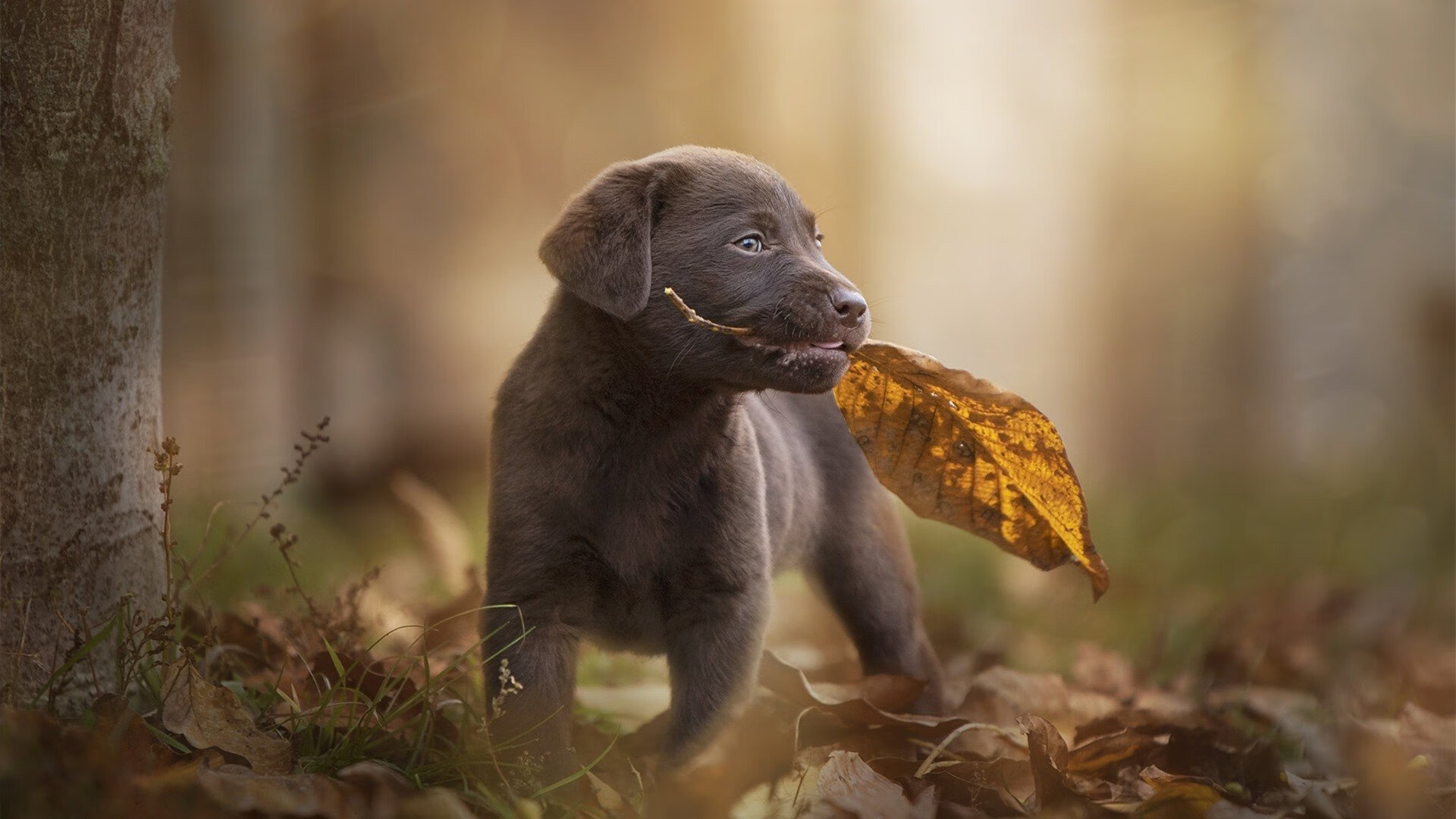 体育新闻中心比赛氛围还原，体育赛事新闻稿标题