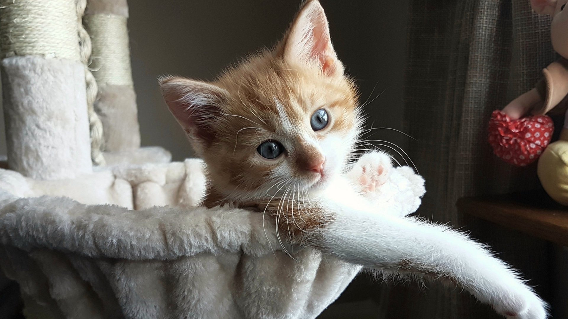 大卫·波波维奇100米自由泳技术细节解析,波波夫自由泳视频